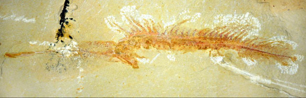 Fóssil do animal marinho apresentado - Crédito: Foto: Professor Derek Siveter/Oxford University