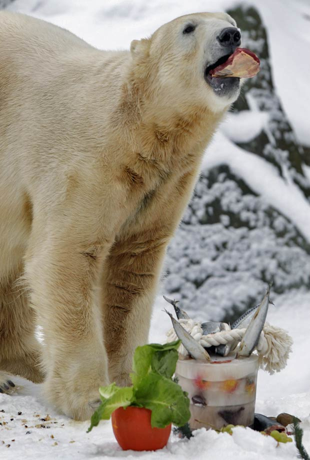 Knut durante um dos aniversários comemorados no zoo de Berlim - Crédito: Foto: Michael Sohn