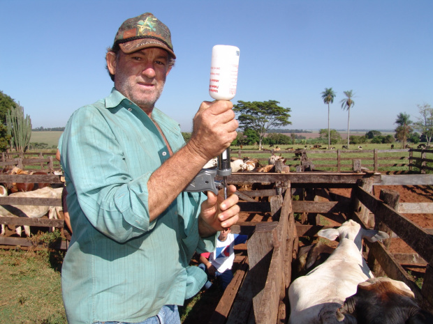 Atualmente a ZAV conta com cerca de 810 mil cabeças de gado em MS - Crédito: Foto: Hedio Fazan/PROGRESSO