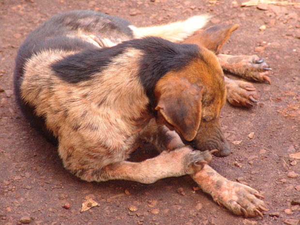 Dourados registra aumento de casos de leishmaniose visceral em cães - Crédito: Foto: Hédio Fazan/PROGRESSO