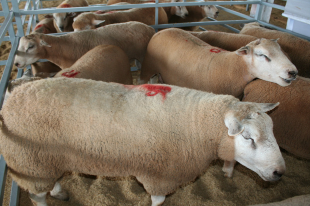 Criadores vivem a expectativa de negócios com o crescimento da ovinocultura - Crédito: Foto : Hédio Fazan/PROGRESSO