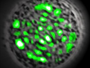 Cientistas conseguem fazer células emitir laser.
 - Crédito: Foto: M. Gather / via BBC