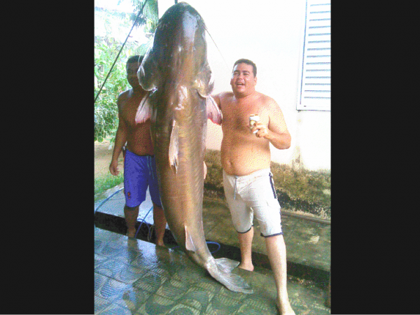 FOTO DO FATO

Embora muitos ambientalistas tenham horror a pesca pela pesca em si, esse jaú da foto pesou 180 quilos. Foi capturado no Rio Paraguai na região de Cáceres - Crédito: MT