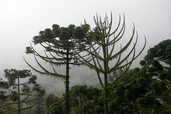 Araucaria, conhecida como pinheiro brasileiro, está em extinção - Crédito: Foto : Divulgação