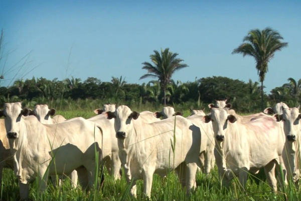 Do total de animais participantes da segunda etapa do Circuito Boi Verde, 91,5% apresentaram acabamento de carcaça mediano ou uniforme. - Crédito: Foto: Divulgação