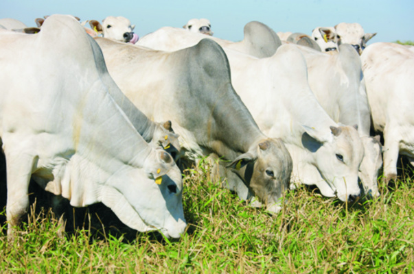 Mercado da pecuária de Mato Grosso do Sul será debatido durante o primeiro Circuito Boi Gordo. - Crédito: Foto: Divulgação