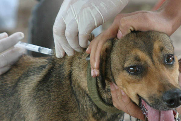 Cães serão vacinados sábado em Ponta Porã. A campanha atenderá em 4 pontos, das 13h às 17h. - Crédito: Foto: Divulgação