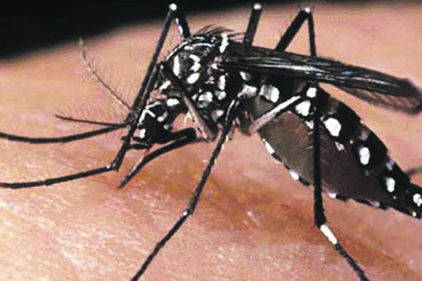 Aedes é transmissor da dengue, chikungunya e zika vírus. - Crédito: Foto: Divulgação