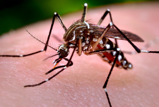 Aedes aegypti transmite dengue, febre chikungunya e Zika. - Crédito: Foto: Divulgação