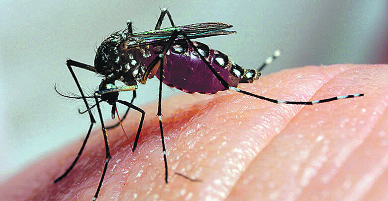 Coreia do Sul confirma 1º caso de zika em homem que esteve no Brasil - 