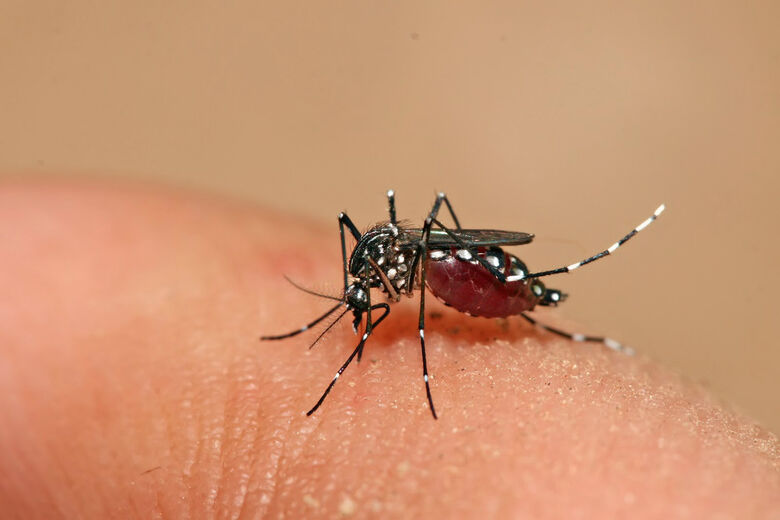 Mutirões contra o Aedes aegypti acontecem também na Semana Santa.
Foto: Divulgação - 
