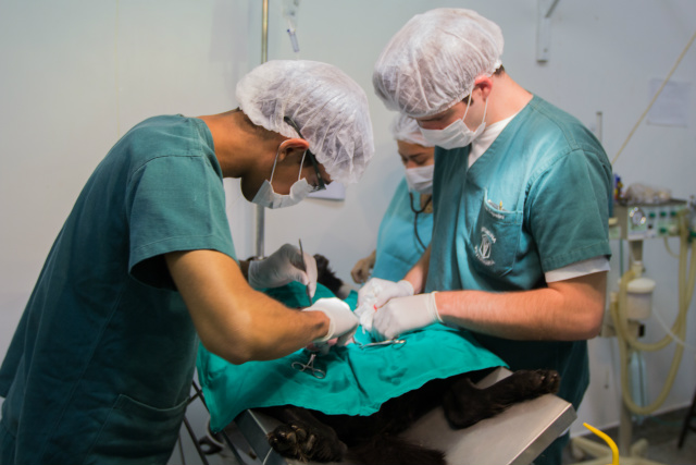 Acadêmicos de Medicina Veterinária na Unigran têm prática profissional durante a graduação. - Crédito: Foto: Unigran