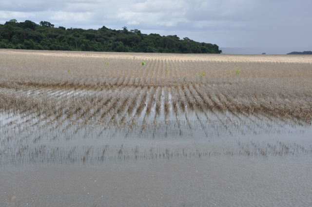 Ainda restam 15% das lavouras da soja a serem colhidas ; excesso de umidade provocou perdas. - Crédito: Foto: Hédio Fazan