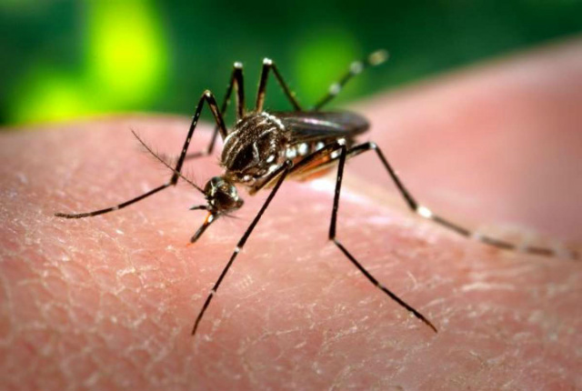 OMS considera possível aumento de casos de zika. - Crédito: Foto: Divulgação