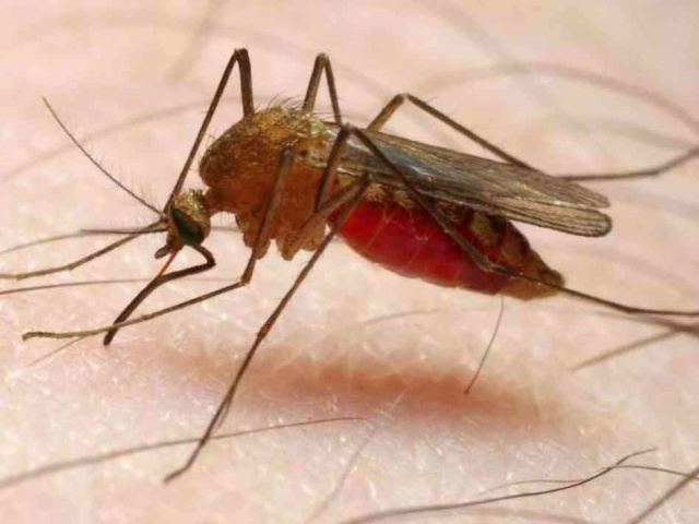 Mosquito Anopheles, transmissor da malária. - Crédito: Foto: Divulgação