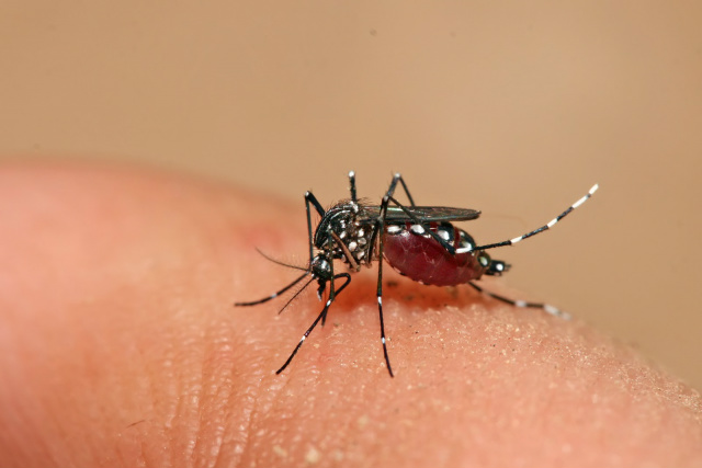 Mosquito Aedes aegypti, transmissor dos vírus da dengue, zika e chikungunya. - Crédito: Foto: Divulgação