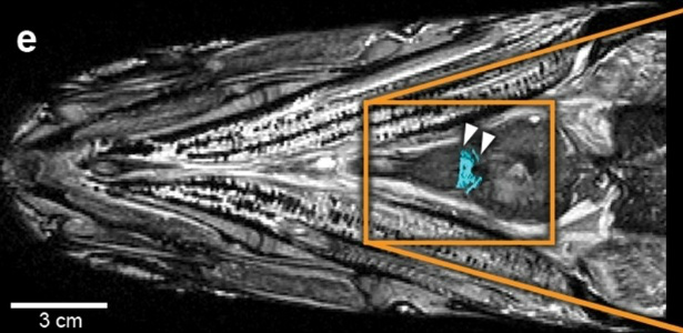 Imagem de tomografia do peixe fóssil e de seu coração feitas por laboratório de luz síncroton na França. - Crédito: Foto: Divulgação
