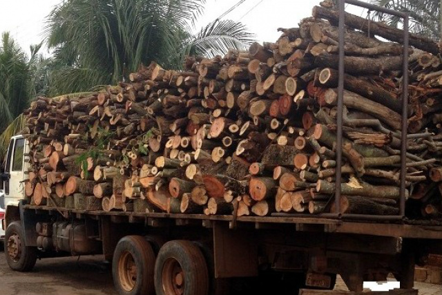 PMA apreende madeira ilegal e autua infrator em 12,3 mil - 