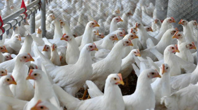 Governo cria incentivos para avicultura e irrigação e produtores já comemoram incremento na produção. - Crédito: Foto: Divulgação