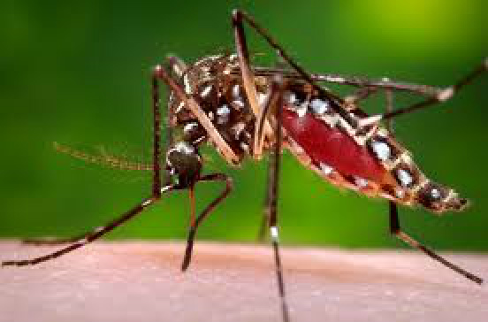 Governo anuncia R$ 65 milhões para pesquisas sobre Zika - 