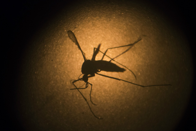 Sobre os casos de dengue, o artigo aponta que nesse período, a incidência da doença varia entre um e sete registros para cada 100 mil habitantes. - Crédito: Foto: Divulgação