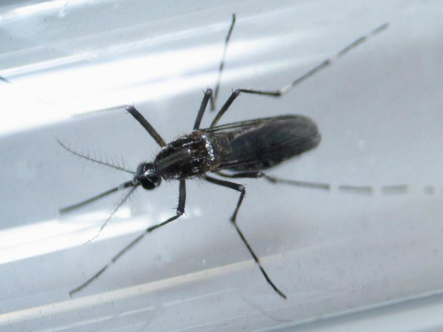 Mosquito aedes aegypti, vetor de doenças como dengue, febre amarela, chikungunya e zika - Crédito: Foto: Daniel Becerril/Reuters
