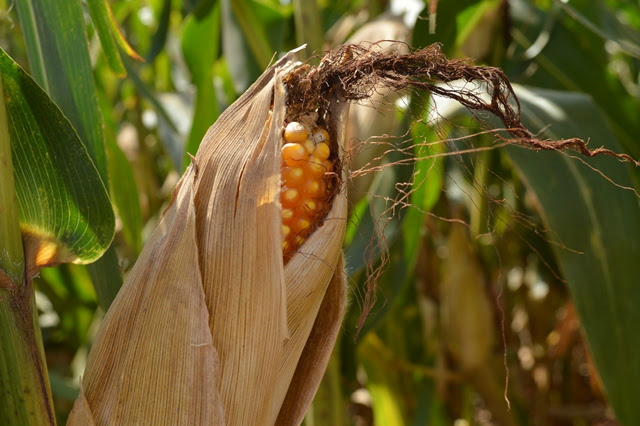 Na última semana, colheita do milho 2ª safra avançou 12,4% no Estado. - Crédito: Foto: Divulgação