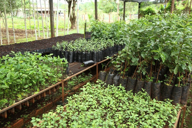 Agraer tem investido na produção de mudas frutíferas, hortaliças e tubérculos - Crédito: Foto: divulgação