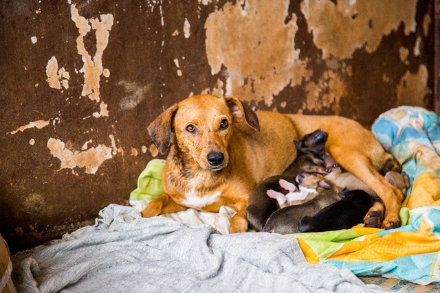 A AAMA reúne um grupo de pessoas preocupadas em ajudar os animais de rua e os que sofrem maus tratos. - Crédito: Foto: Divulgação