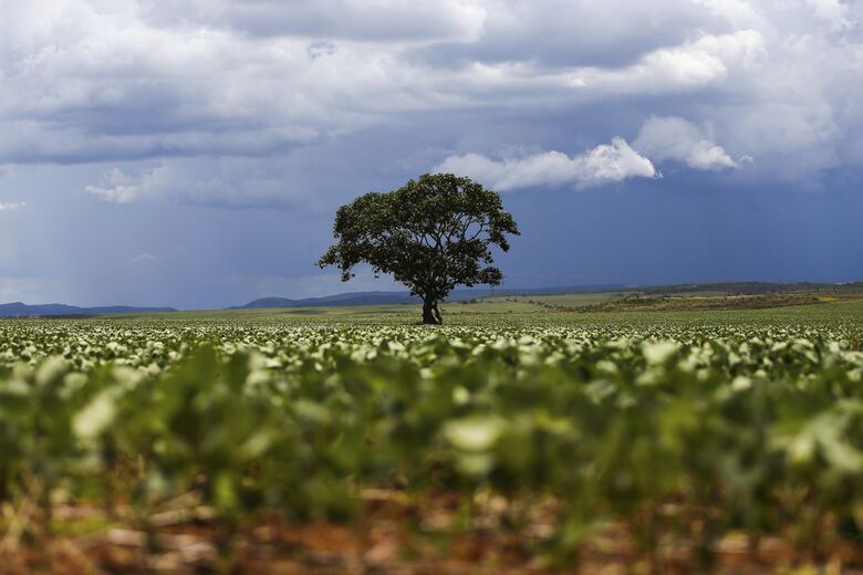 Dia da Árvore: desmatamento vem caindo, mas ainda há desafios - Crédito: Marcelo Camargo/Agência Brasil