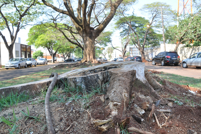 Média de pedidos de cortes de árvore na Semsur é de 4 por dia - Crédito: Luiz Radai/Arquivo