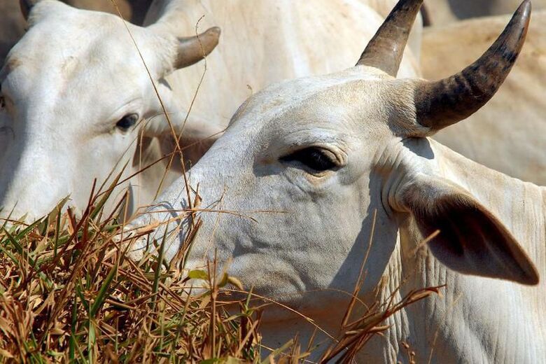 Rebanho de bovinos e produção de leite caem, diz pesquisa - 