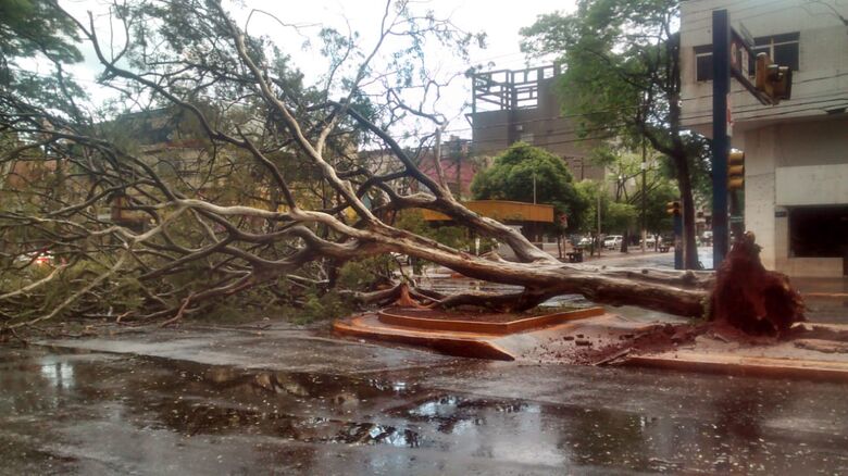 Árvores caíram pela cidade e esta no centro bloqueou o trânsito no cruzamento das Avenidas Marcelino Pires e Presidente Vargas - Crédito: Silvani Peruci
