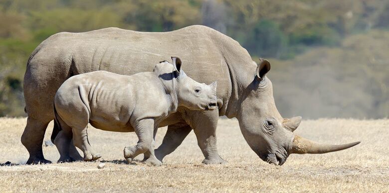 China legaliza comércio de produtos derivados de tigres e rinocerontes - 