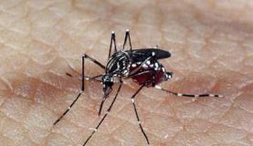 Aplicativo já identificou mais de 8 mil focos do Aedes desde 2017 - Crédito: Arquivo