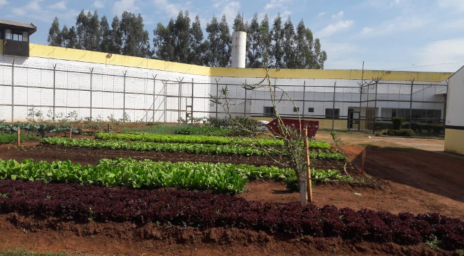 Em penitenciária de Naviraí, cultivo da terra por detentos garante doação de verduras - Crédito: Agepen