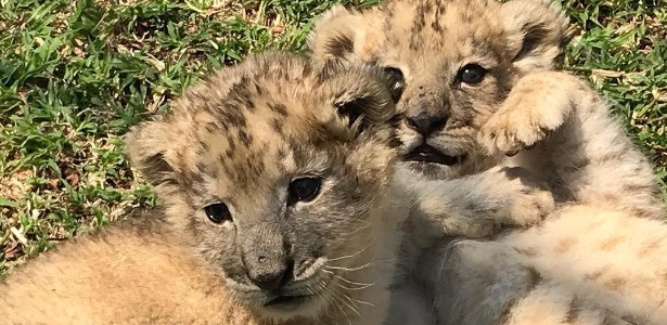 Nascem na África do Sul primeiros leões concebidos por inseminação artificial - Crédito: Reprodução/Instagram Centro de Conservação de Ukula...