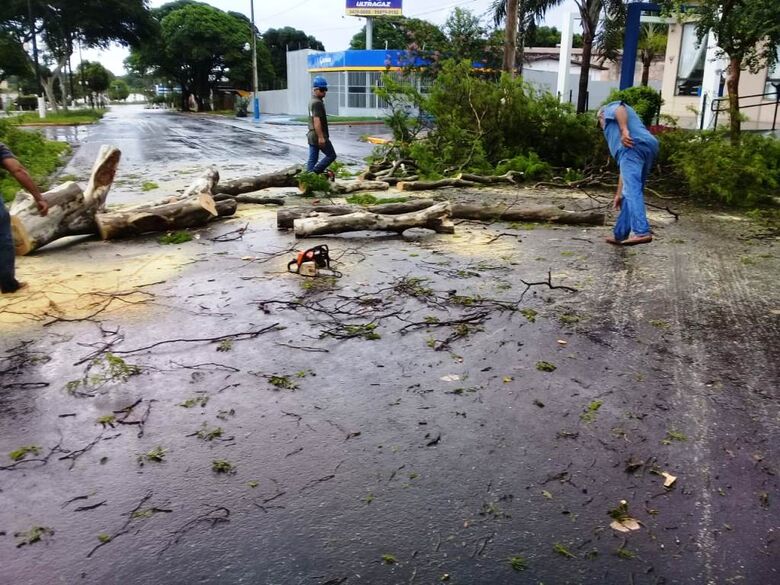 Semsur mantém corte e remoção de árvores após vendaval - Crédito: Divulgação/Semsur