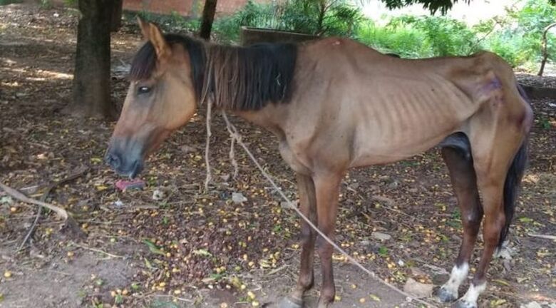 Égua estava sem água e alimento amarrada em um terreno baldio de Corumbá - Crédito: PMA/Divulgação