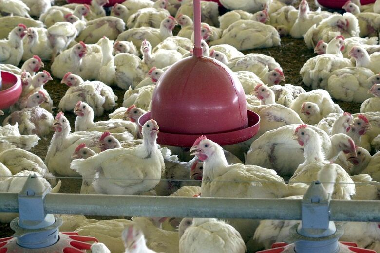 Alguns lotes de carne de frango podem estar contaminados - Crédito: Arquivo/Agência Brasil