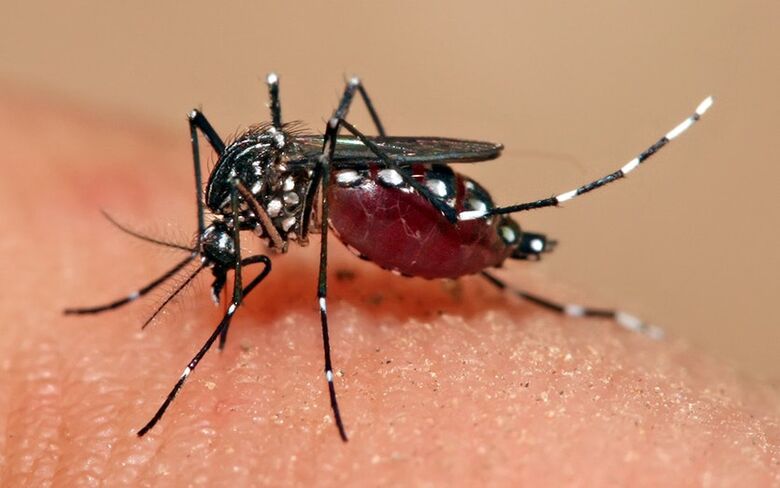 Mosquito transmissor da Dengue - Crédito: Divulgação