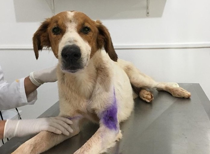 Um dos cães resgatados pela Refúgio dos Bichos recebendo tratamento na clínica - Crédito: Divulgação