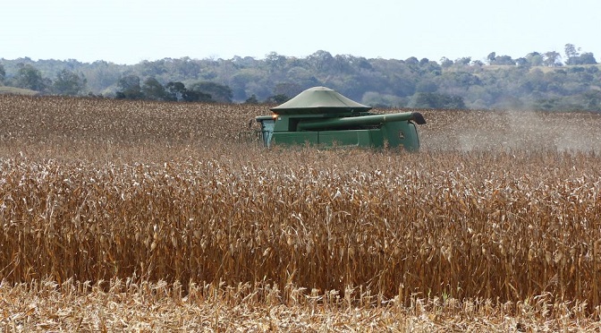 Safra recorde de milho tem aumento de 64% e fecha em 12,16 milhões de toneladas - Crédito: Divulgação