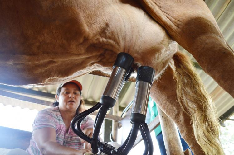 Volume de captação do leite em Mato Grosso do Sul cresce 1,04% - Crédito: Divulgação