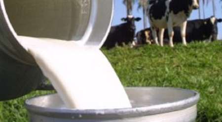 Volume de captação do leite cresce 1,04% em Mato Grosso do Sul - Crédito: Divulgação