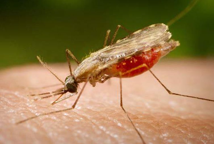 Pesquisa indica possibilidade de barrar malária no país - 