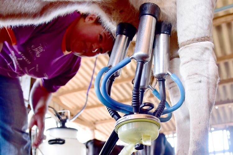 Valor médio do litro de leite de janeiro a outubro de 2019 cai 2,23% - Crédito: Divulgação
