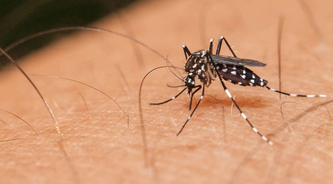 Dengue já mata três no Estado em 2020 - Crédito: Divulgação