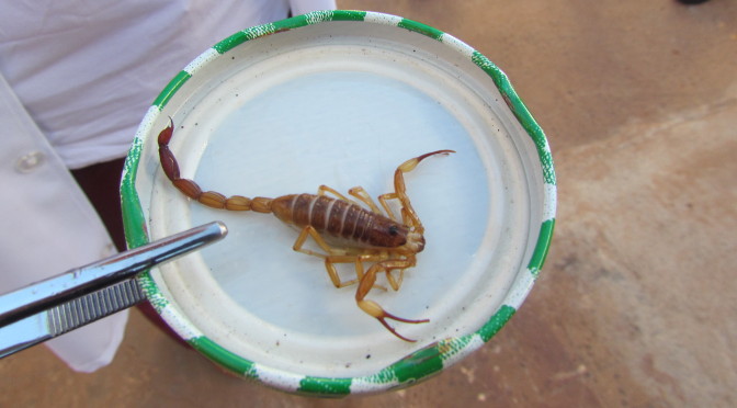 Verão é temporada de escorpiões; saiba o que fazer em caso de picadas - Crédito: Divulgação