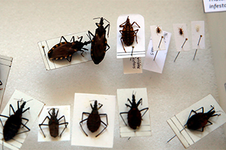 Dia Mundial da Doença de Chagas: trazendo uma doença esquecida à atenção mundial - Crédito: OPAS